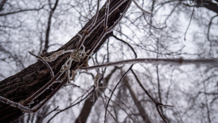 tree in the woods