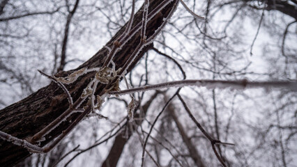 tree in the woods