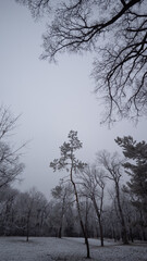 trees in winter