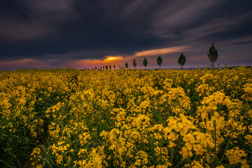 Fantastic sunset view in the field full of gold flowers in central of Bohemia. Sky colors paint...