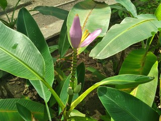 Flowering banana tree in the garden.