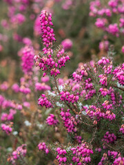 Nahaufnahme von blühender Schneeheide (Erica carnea) im Winter.
