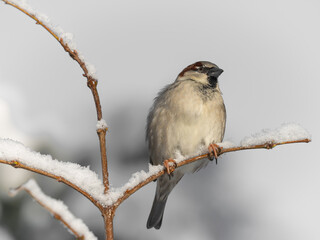 Nahaufnahme von einem Sperling (Passer domesticus). Er sitzt auf einem Ast vor weißem Hintergrund.