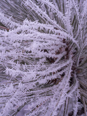 frost on the branches