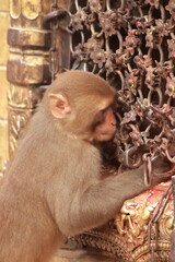 Resourceful Macaque
