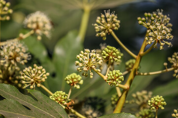 Fatsia japonica, also fatsi, paperplant, false castor oil plant, or Japanese aralia, is a species of flowering plant in the family Araliaceae. 