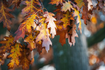 Experience the vibrant hues of autumn with a close-up of oak leaves, their bright colors creating a scenic forest backdrop with a blurred bokeh effect.