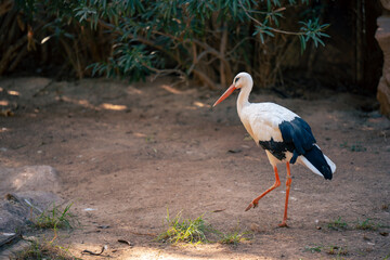 stork walking 