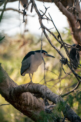 black crowned night heron on a tree