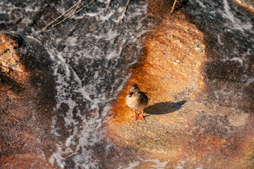 duck on a rock