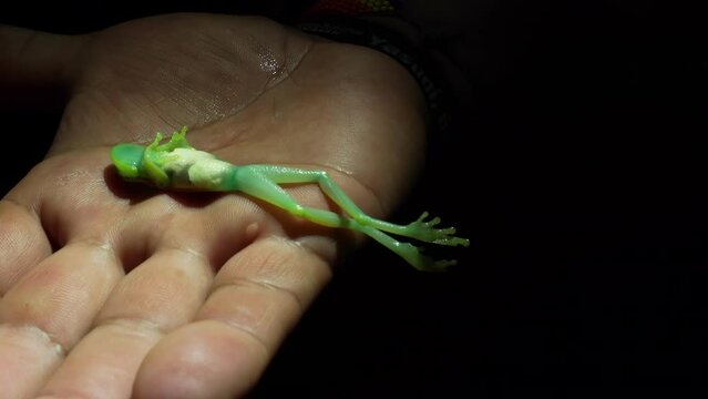 A glass frog in the hand of a naturalist in Limoncocha National Biological Reserve in Ecuador, South America. Rainforests of the Amazon basin.