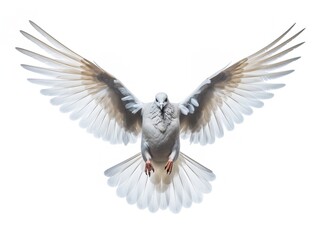 Obraz premium Dove in Flight Freedom and Hope Isolated on White Background AI Generated