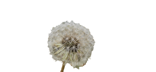 Dandelion Seed Head against black background