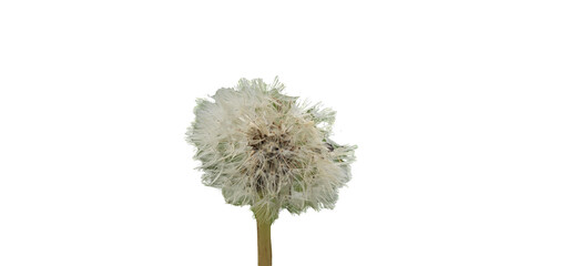 Dandelion Seed Head against black background