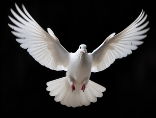 Dove in Flight Freedom and Hope Isolated on White Background AI Generated