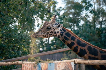 close up of a giraffe