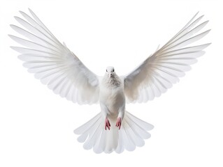 Obraz premium Dove in Flight Freedom and Hope Isolated on White Background AI Generated