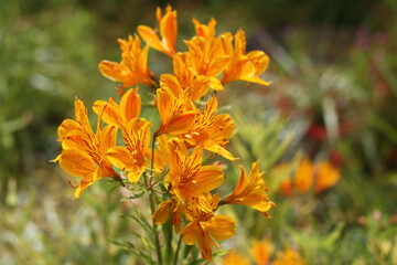Orange Peruvian Lily, Orange Flower, Alstroemeria aurea, Orange King