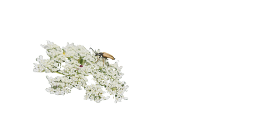 A red-necked longhorn beetle sitting on a pole flower. black background
