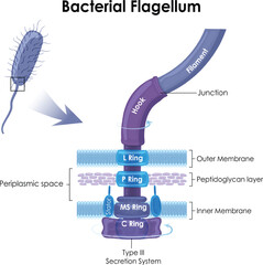 Bacterial flagellum is a tail-like structure that helps bacteria move. Bacteria are single-celled organisms without a nucleus.