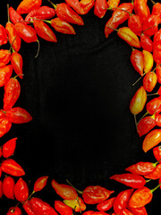 bhut jolokia ghost pepper isolated on black background. fresh Carolina Reaper.