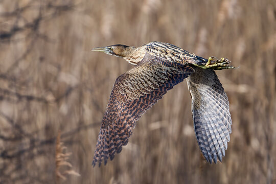 Eurasian bittern (Botaurus stellaris)