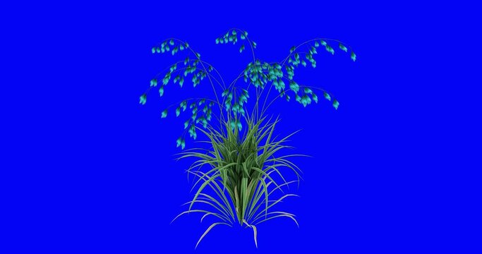 Growing plant animation. realistic growing flowers and  bluescreen chroma key.