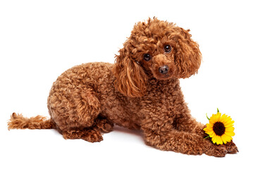 Cute red toy poodle with a yellow flower on a white background. Isolate