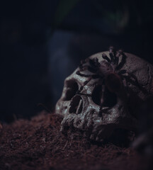 spider on the skull