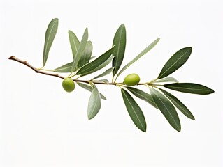 Olive Branch Symbol of Peace and Harmony Isolated on White Background AI Generated