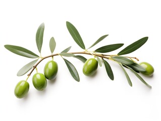 Olive Branch Symbol of Peace and Harmony Isolated on White Background AI Generated