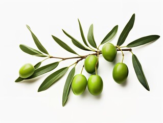 Olive Branch Symbol of Peace and Harmony Isolated on White Background AI Generated