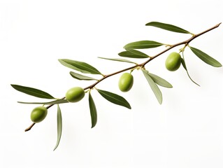 Olive Branch Symbol of Peace and Harmony Isolated on White Background AI Generated