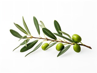 Olive Branch Symbol of Peace and Harmony Isolated on White Background AI Generated