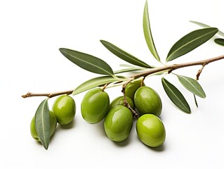 Olive Branch Symbol of Peace and Harmony Isolated on White Background AI Generated