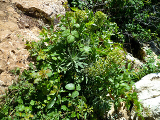 Obraz premium Waysides