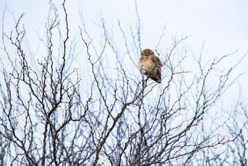 owl on a tree