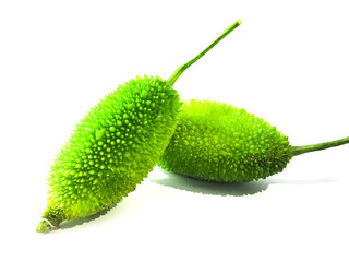Spiny gourd or spine gourd also known as bristly balsma pear, prickly carolaho isolated on white...