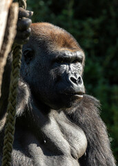 Western Lowland Gorilla (Gorilla gorilla gorilla) in Central Africa