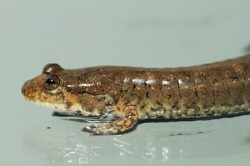 Close-up of the head, forelimbs and front of the body of an elongate lackbelly salamander...