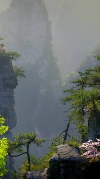 Famous tourist attraction of China - Zhangjiajie stone pillars cliff mountains on sunset at Wulingyuan, Hunan, China. Camera pan