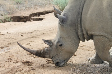 Fototapeta premium Encountering a large adult rhinoceros on a safari in Namibia, Africa