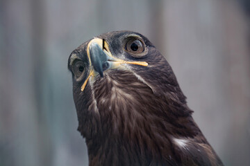 Steppe Eagle Aquila nipalensis detail of eagles head