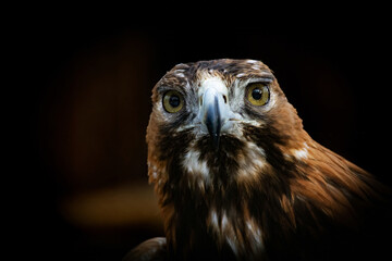 Portrait of Golden Eagle (Aquila chrysaetos).
