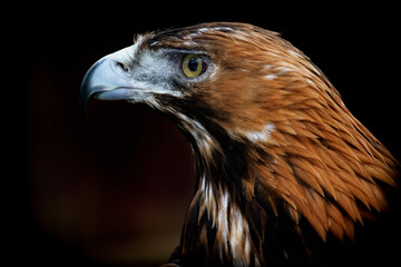 Portrait of Golden Eagle (Aquila chrysaetos).