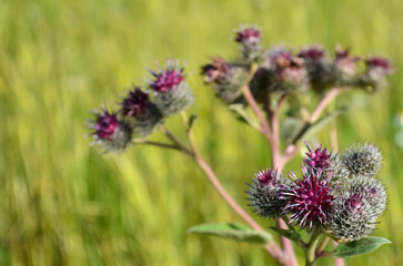 Background, place for text, blooming burdock in a field on a background of green grass, selective focus