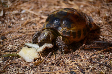 Land turtle eating close-up, turtle care, reptile nutrition, rare animal species