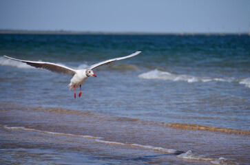 Grey seagull flying over the sea, close-up, wingspan, birds in the wild, background, vacation