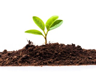 Sprouting Seedling Growth Potential Isolated on White Background AI Generated