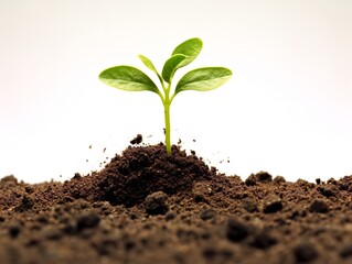 Sprouting Seedling Growth Potential Isolated on White Background AI Generated